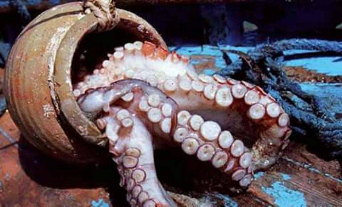 قرقنة: البحارة يطلقون صيحة فزع على خلفية التراجع غير المسبوق في إنتاج الأخطبوط