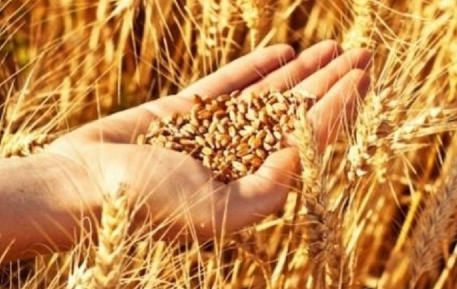 تطاوين: تضاعف مساحات الحبوب المَروِية في سهل الرومان بـ4 مرات