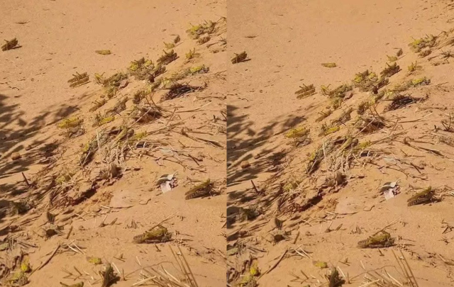 قبلي: تواصل رصد تحركات الجراد خاصة بالمناطق الغربية الجنوبية للولاية وبمُختلف الأماكن الصحراوية