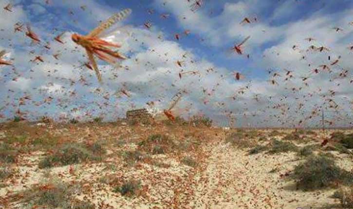 وزارة الفلاحة :انطلاق عمليات مداواة الجراد الصحراوي في المناطق المتضررة