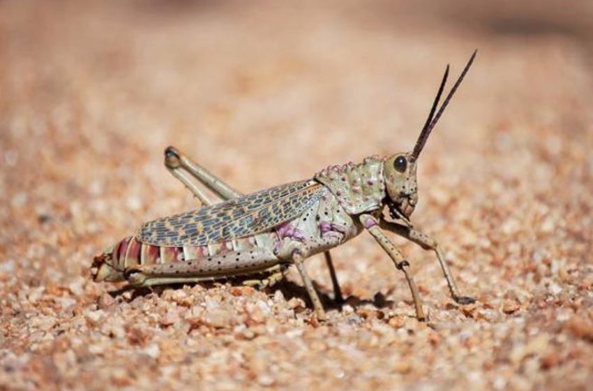 قبلي: التدخل لمداواة الجراد الصحراوي ببعض مناطق رجيم معتوق 