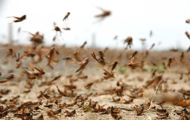 قبلي: تواصل عمليات تقصي الجراد الصحراوي والسيطرة على هذه الآفة برجيم معتوق