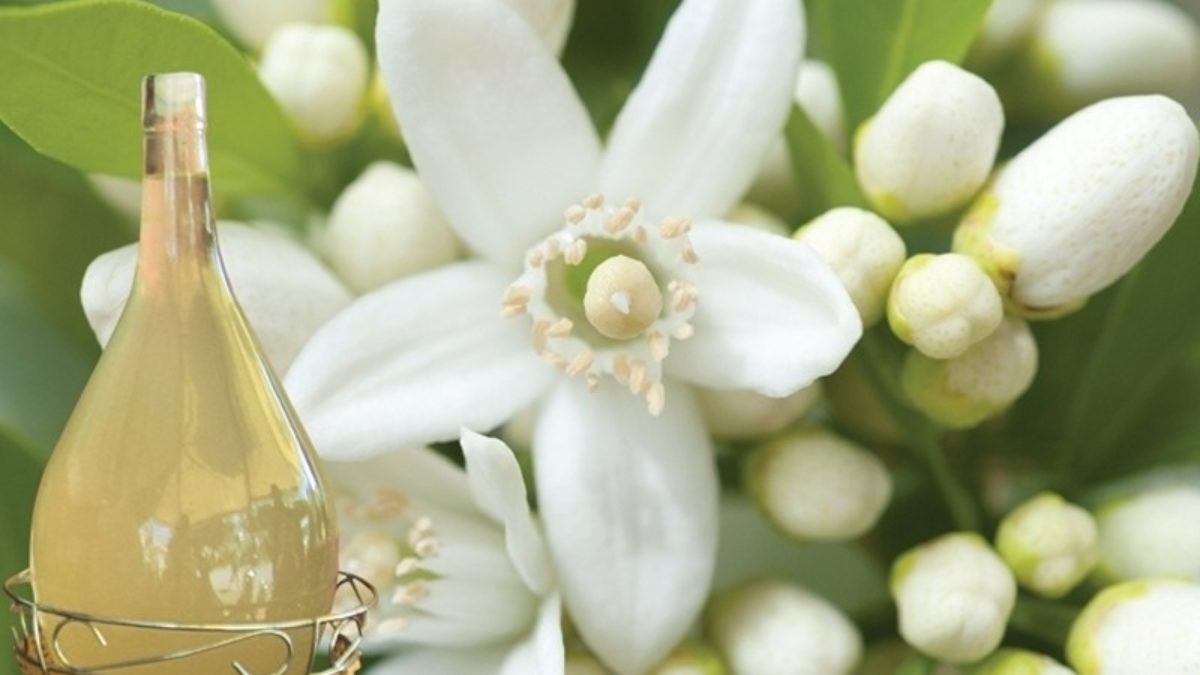 نابل: انطلاق موسم جني وتقطير زهر النارنج وسط تقديرات بإنتاج حوالي ألفي طن