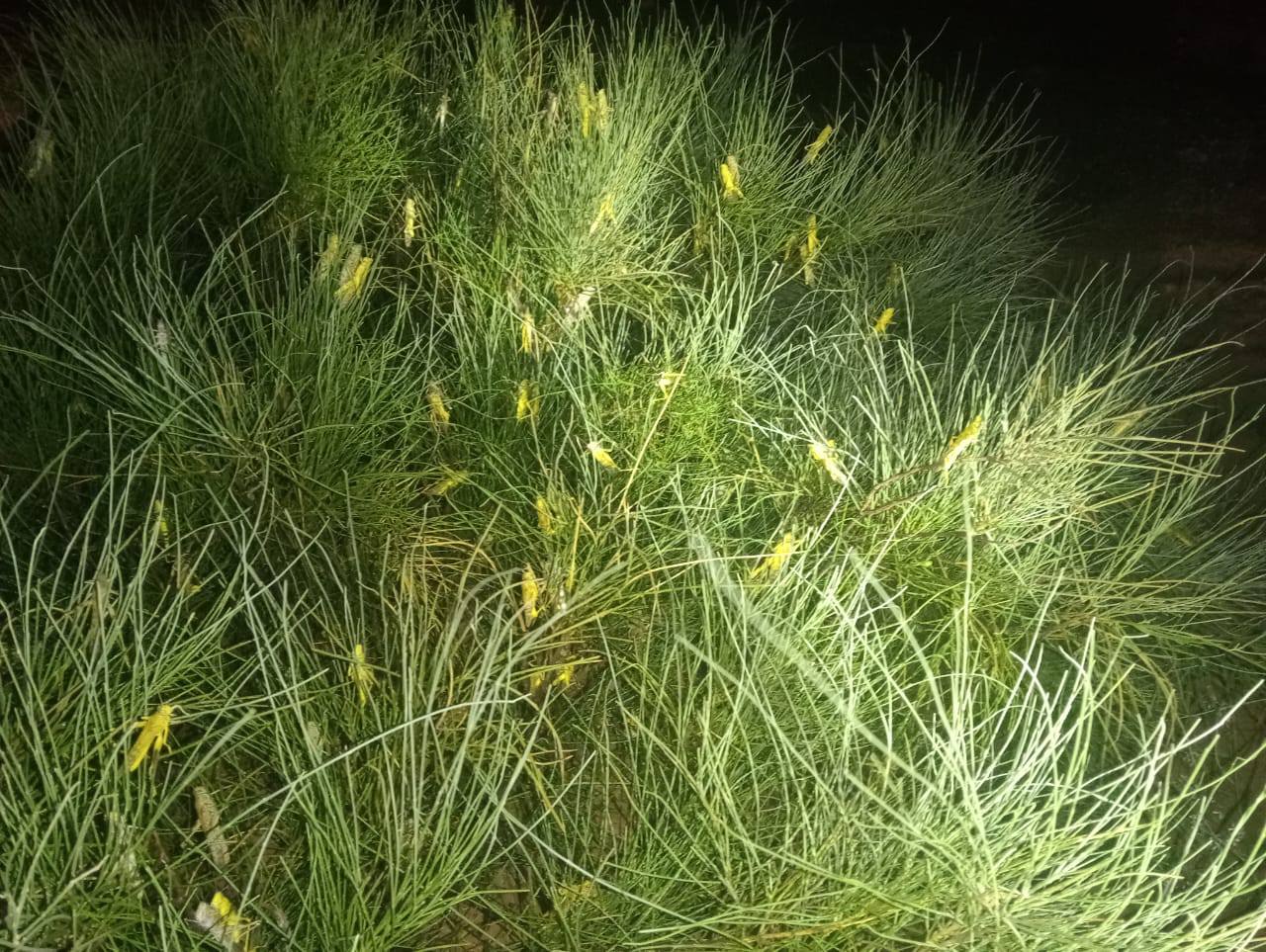 وزارة الفلاحة : وضعية انتشار الجراد في تونس تحت السيطرة وهو متواجد بولايات تطاوين ومدنين وقبلي