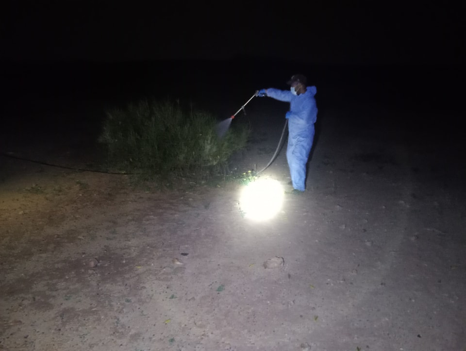  تطاوين: مندوبية الفلاحة تحذّر مربي الماشية والنحل من تأثيرات مبيدات مكافحة الجراد وتدعوهم إلى تجنب الرعي حاليا