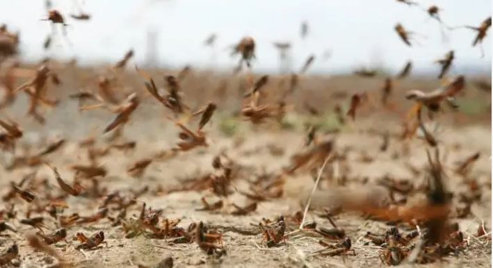 المندوب الجهوي بقفصة: كل معتمديات الجهة خالية من الجراد 