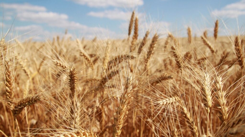 مندوبية الفلاحة بالقصرين: الأمراض الفطرية المسجّلة في مساحات محدودة من الشعير بتالة عادية وغير خطيرة 