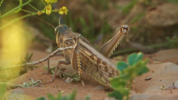 قبلي: تواصل التدخلات للقضاء على الجراد في عدد من مناطق الجهة