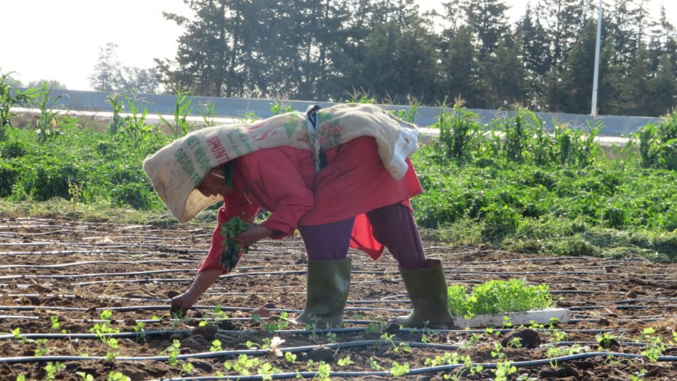 سيدي بوزيد: إطلاق مبادرة توعويّة حول الاستعمال الآمن للمبيدات الحشريّة لفائدة 1240 عاملة فلاحيّة 