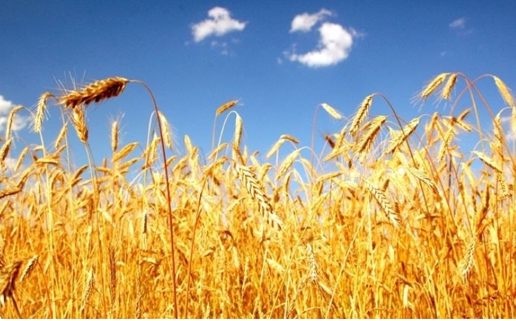 الكاف : بفضل الأمطار الأخيرة .. توقعات بتحقيق صابة حبوب جيّدة