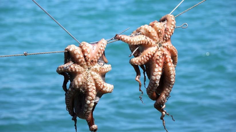  صفاقس: جمعية القراطن تعتبر قرار تحجير صيد الأخطبوط خلال فترة تكاثره خطوة إيجابية