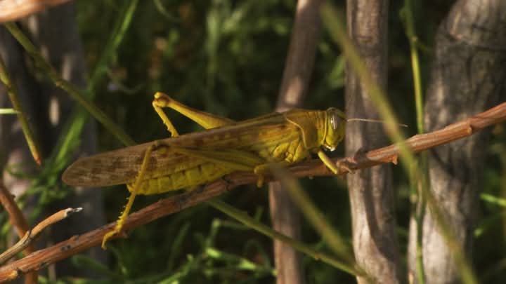 قبلي: التدخل لمداواة الجراد الصحراوي على مساحة 17 هكتارا برجيم معتوق و5 هكتارات بغيزن جنوبي مدينة دوز