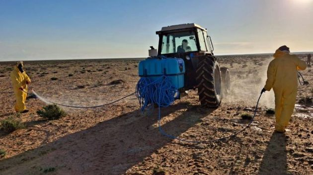 مداواة الجراد الصحراوي على مساحة 17 هكتارا بمعتدية رجيم معتوق