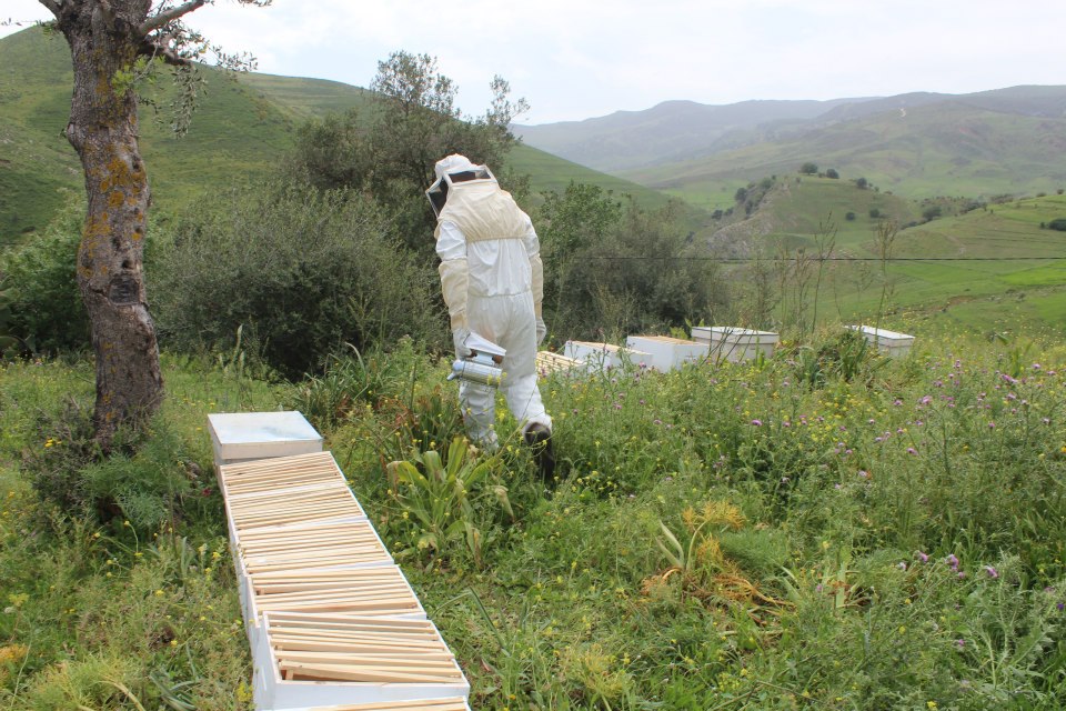 المنستير: الوالي يدعو مربي النحل والفلاحين لأخذ الاحتياطات يوم رش المبيدات بالطائرة وبعده