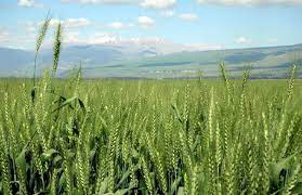 نابل: انطلاق الاستعدادات لإنجاح موسم الحصاد وتجميع الحبوب وسط توقعات بارتفاع الإنتاج