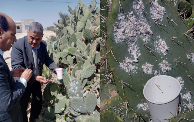 القصرين: نشر 1200 دعسوقة بغراسات التين الشوكي المصابة بالحشرة القرمزية