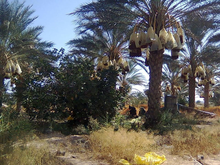 توزر: تقدّم موسم تلقيح العراجين بأكثر من 50 بالمائة في الواحات القديمة و80 بالمائة في الواحات الحديثة