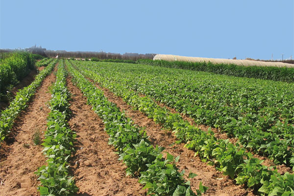 المنستير: المصادقة على 15 عملية استثمار فلاحي منذ بداية السنة 