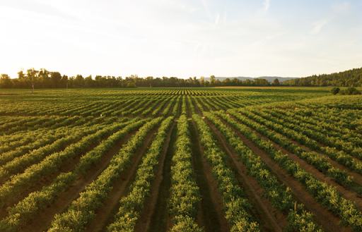 بنزرت: إسترجاع عقار دولي فلاحي على ملك المجلس الجهوي يمسح 1,5 هكتار