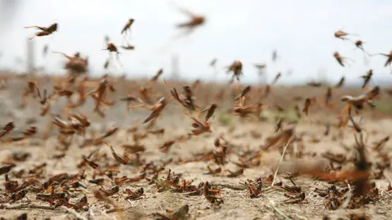 تطاوين: مداواة 935 هكتارا لمقاومة زحف الجراد الصحراوي منذ 12 مارس الماضي
