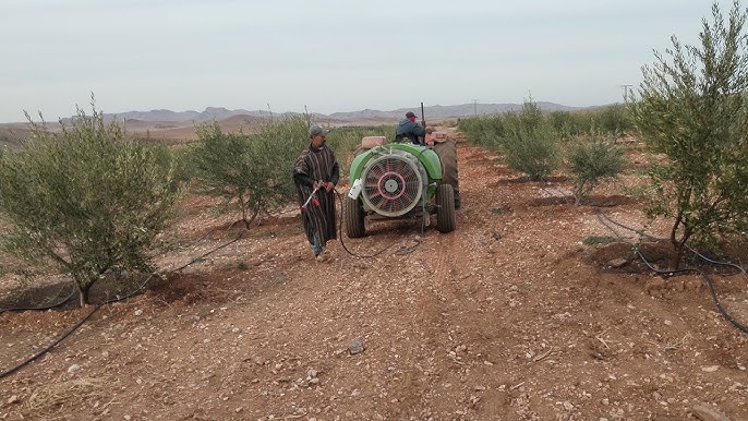 المهدية: انطلاق عملية مداواة أشجار الزيتون ضد حشرة ''العثة" في عدد من المعتمديات