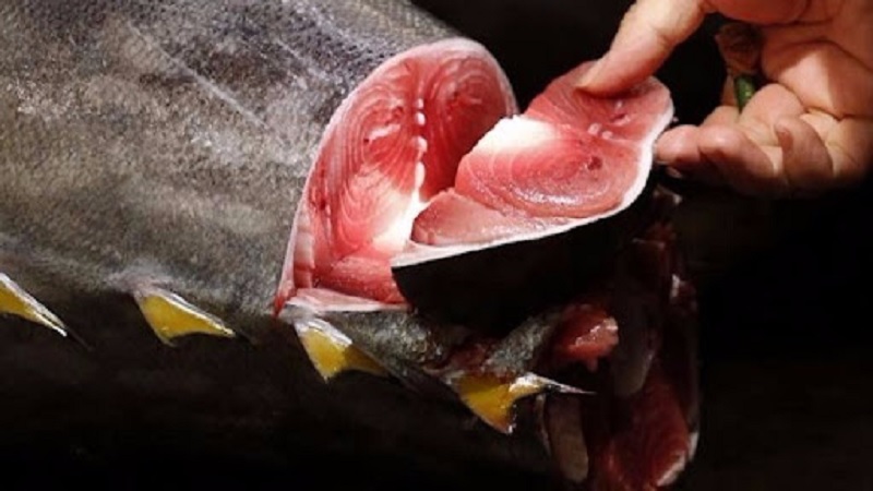 صيد ثمين بقواعد محكمة: تونس تعلن عن موسم التن الأحمر بتنظيم دقيق!