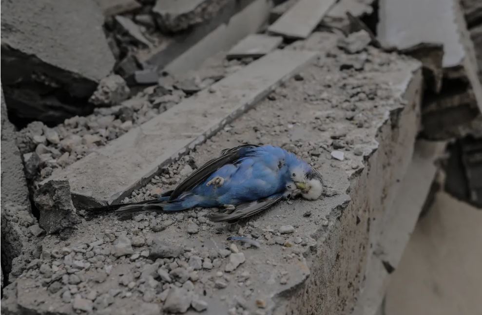 استشهاد فلسطينيين بينهم أطفال ونساء في قصف صهيوني على قطاع غزة