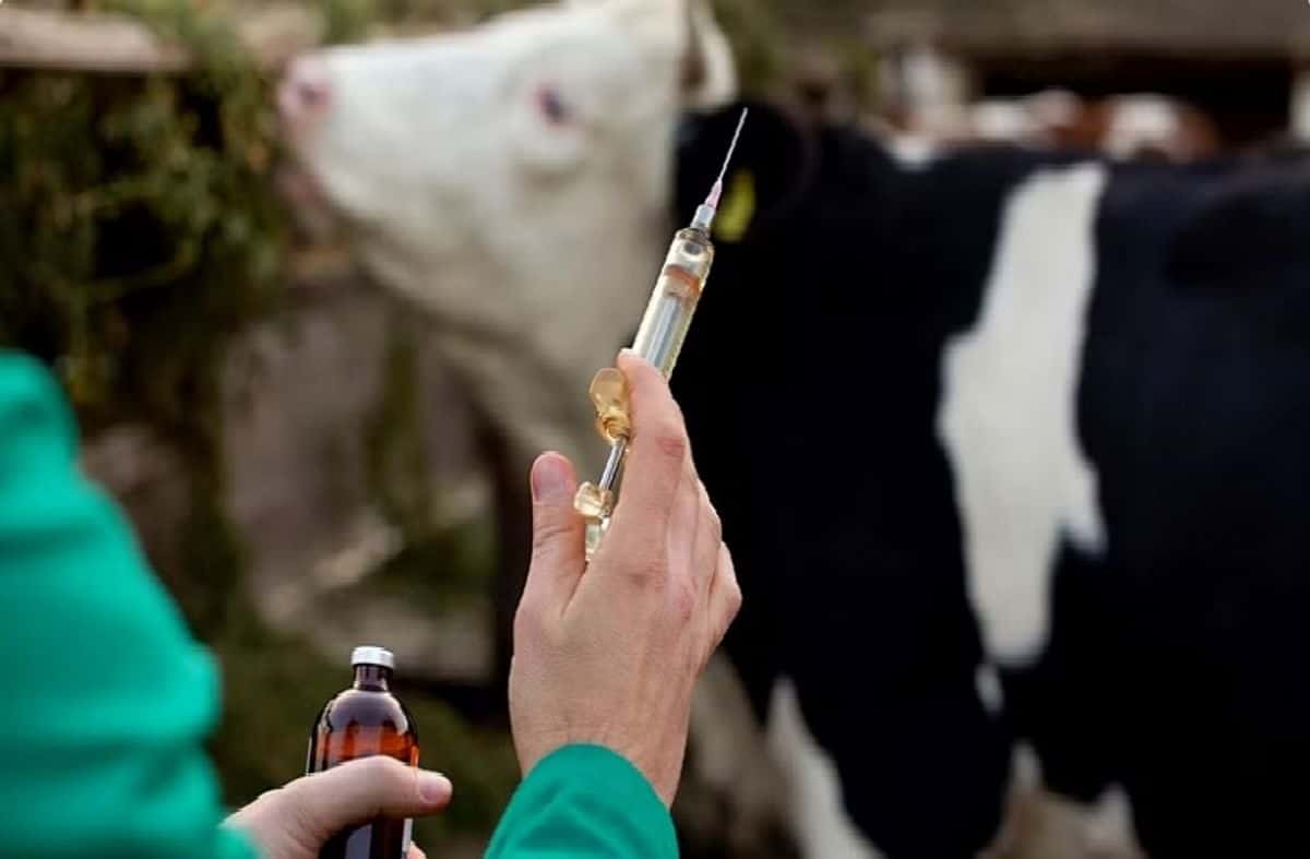 زغوان: انطلاق الحملة الجهوية للتلقيح ضد أمراض الحمى القلاعية وجدري الأغنام والحمى المالطية