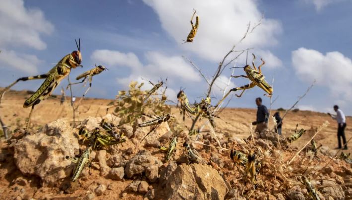 قابس: مجهودات مكثّفة لرصد أسراب الجراد الصحراوي  والحيلولة دون انتشارها