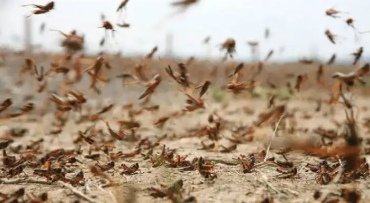 بن قردان: مداواة 300 هك ضد الجراد الصحراوي بالوعرة