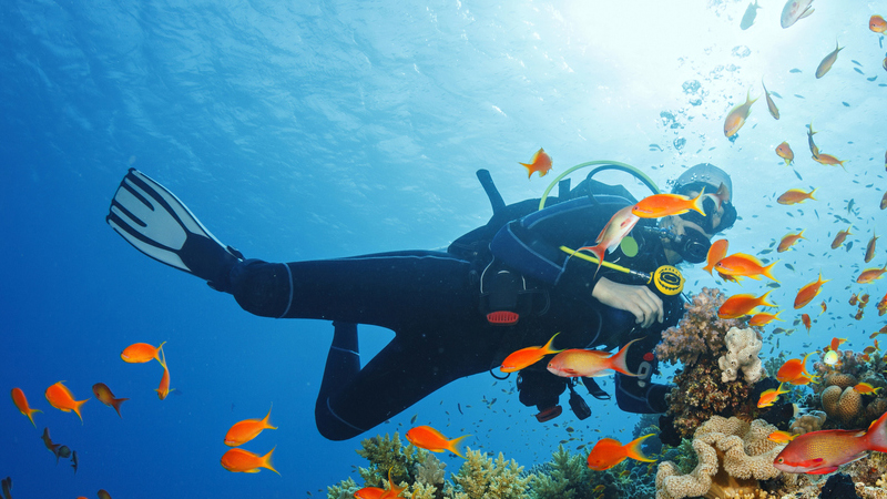 تنظيم الصيد الترفيهي بالغطس في تونس: قواعد جديدة لحماية الثروة البحرية وهواة الغوص