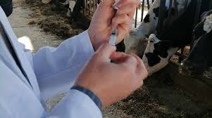 شملت حوالي 57 ألف رأس من قطيع الأبقار: تواصل حملة التلقيح ضد الجلد العقدي في نابل