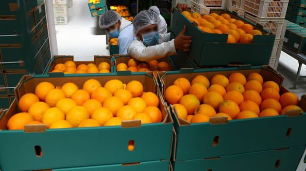 المرصد الوطني للفلاحة: إرتفاع عائدات صادرات القوارص بنسبة 16،9 بالمائة إلى غاية 21 أفريل 2025