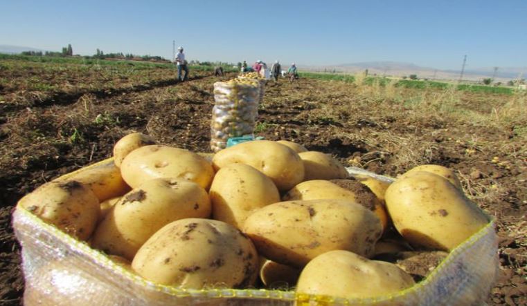جندوبة