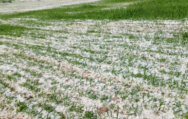 سليانة: البَرَد يُلحق أضرارا بالزراعات الكبرى وأشجار الزياتين