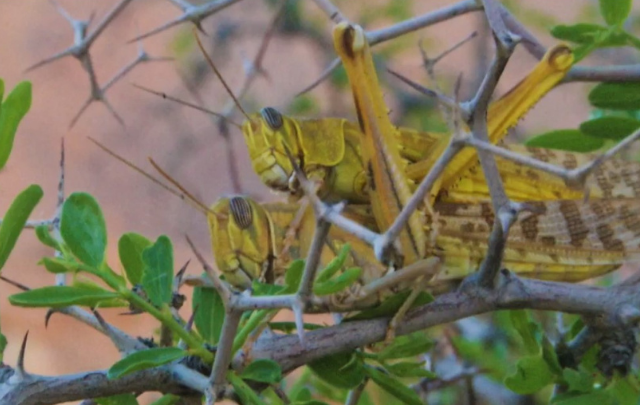 فجر اليوم: مداواة 15 هك ضد الجراد الصحراوي في بن قردان