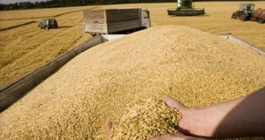 الاتحاد التونسي للفلاحة و الصيد البحري يتوقع أن توفر صابة الحبوب لهذه السنة أكثر من 60 بالمائة من الحاجيات الوطنية