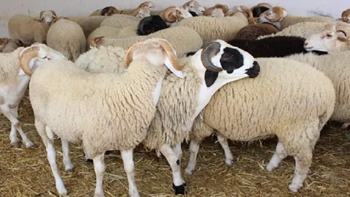 اتحاد الفلاحة: أسعار الأضاحي لم تتضح بعد بسبب خضوعها لقاعدة العرض و الطلب
