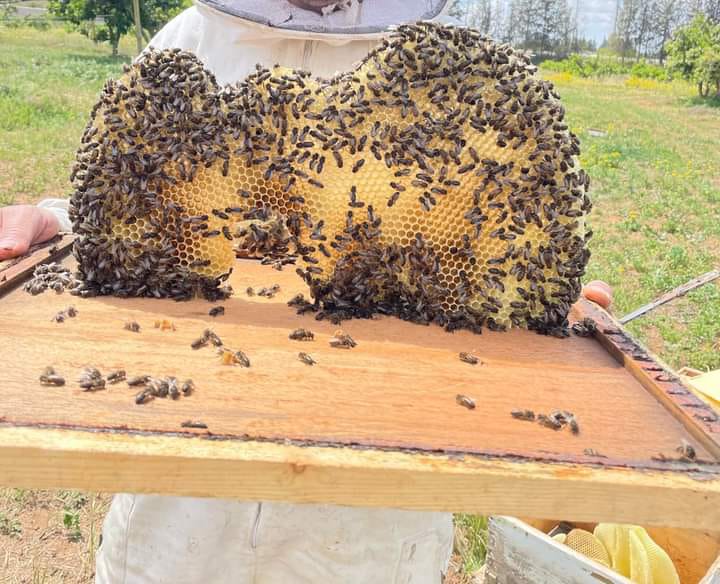 باجة: مربو النحل يطالبون بتنظيم القطاع وايجاد الحلول للصعوبات التي تعترضهم