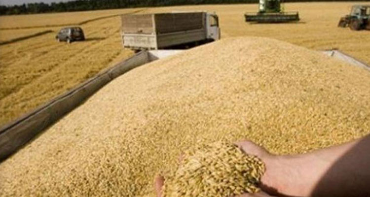اتخاذ كافة الإجراءات والتدابير لتأمين صابة الحبوب لهذا الموسم - الرئيسة المديرة العامة لديوان الحبوب