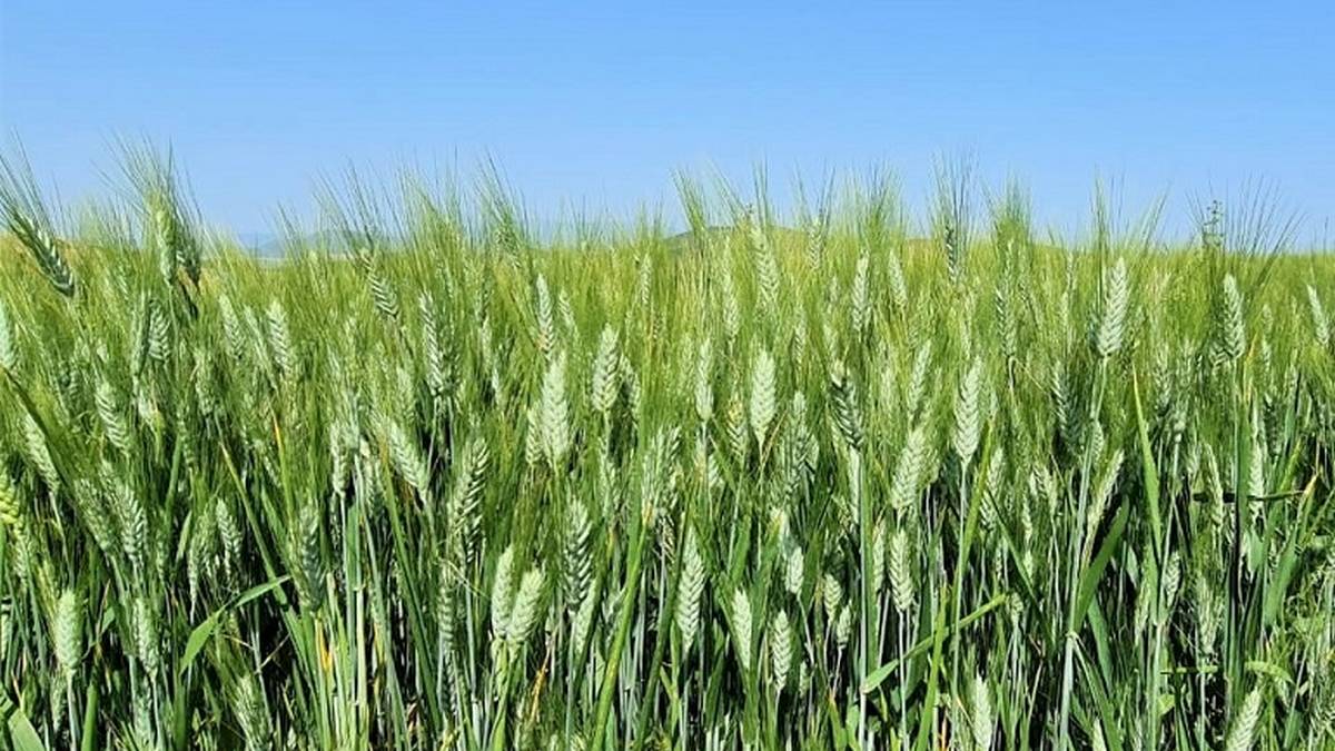 بوادر واعدة لموسم الحبوب والاعلاف والاعداد لوضع مخازن مناسبة بالجهات لتوفير مخزونات هامة من الاعلاف