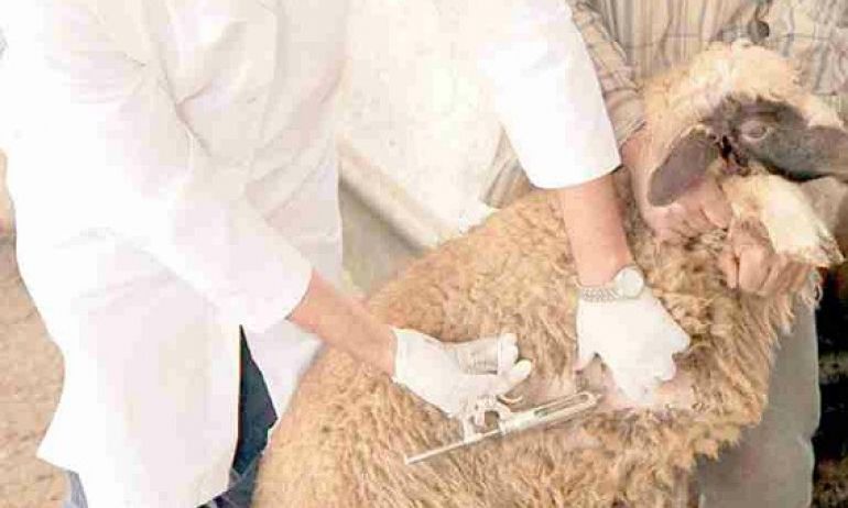 المصالح البيطرية بوزارة الفلاحة توصي المربين بتلقيح الحيوانات المعدّة لعيد الإضحى