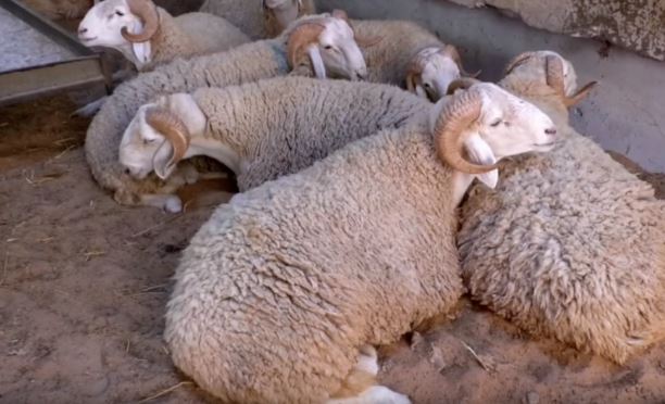 قابس: حوالي 62 ألف رأس غنم لعيد الأضحى