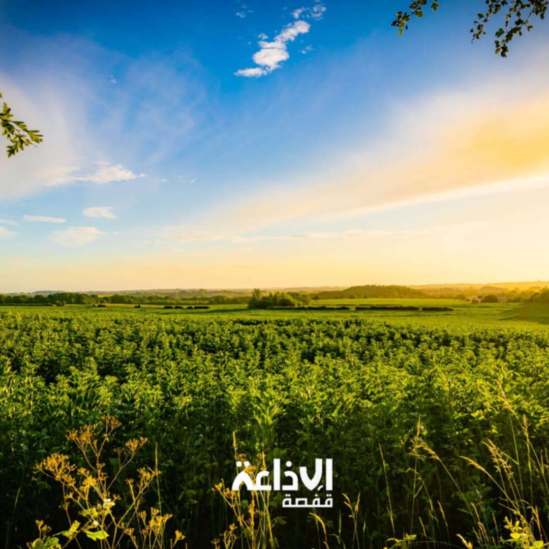 طقس مغيم جزئيا فتدريجيا كثيف السحب بعد الظهر اليوم