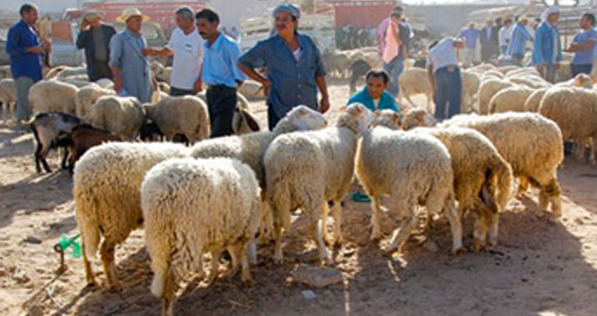 مدار الاخبار يطرح موضوع اضاحي العيد في نابل 