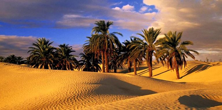 بحضور حوالي 130 خبيرا من أكثر من 20 بلدا..توزر تحتضن ورشة  خبراء دول الساحل والصحراء 