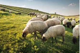  Aïd 2025: Malgré l'abondance des fourrages, les prix du mouton s'envolent