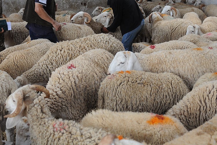 رئيس المنظمة الفلاحية: أضاحي العيد متوفرة وأسعارها ستكون في حدود أسعار الموسم الماضي أو أقل