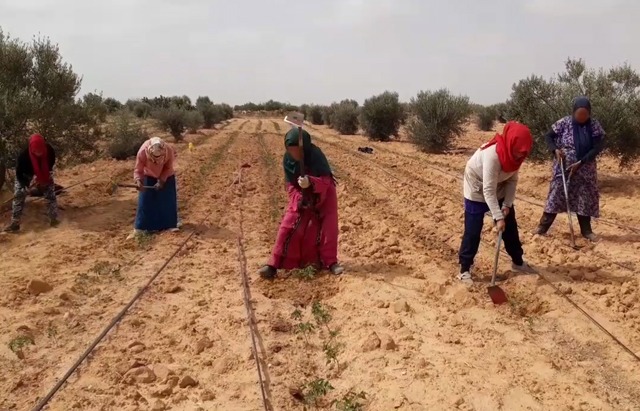 أيام تكوينيّة لفائدة العاملات في القطاع الفلاحي حول الاستعمال الآمن للمبيدات الحشريّة 
