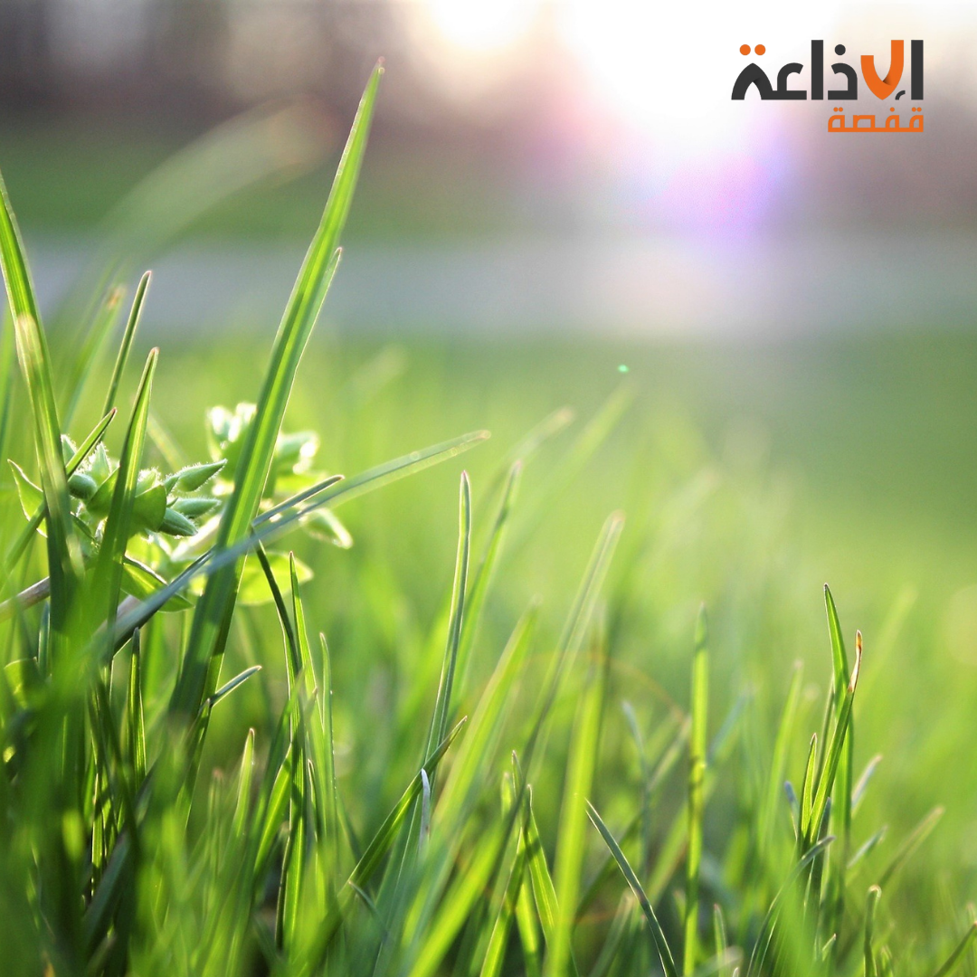 سحب كثيفة مع امطار مؤقتا رعدية بالشمال ومحليا بالوسط 